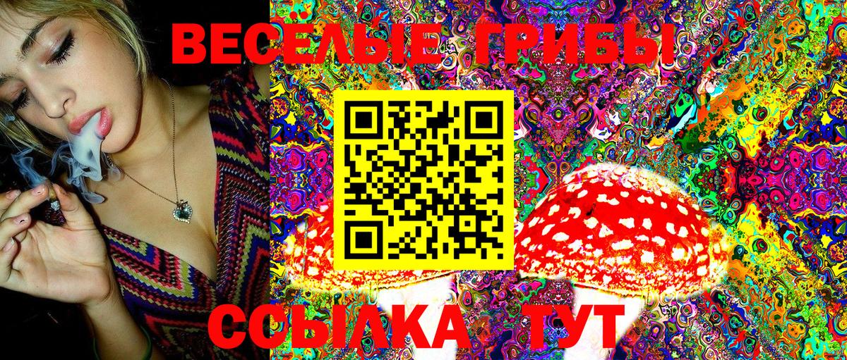 где продают   Анжеро-Судженск  Псилоцибиновые грибы Psilocybe 